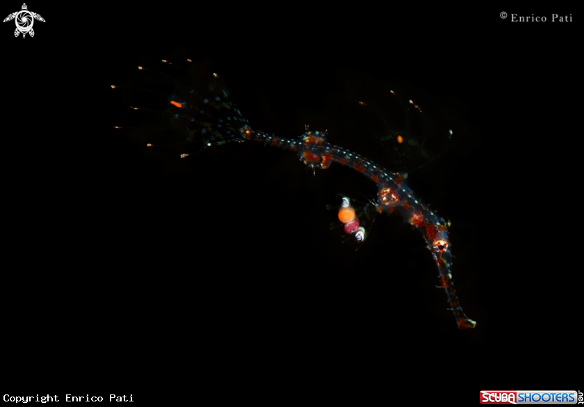 A Gostpipefish