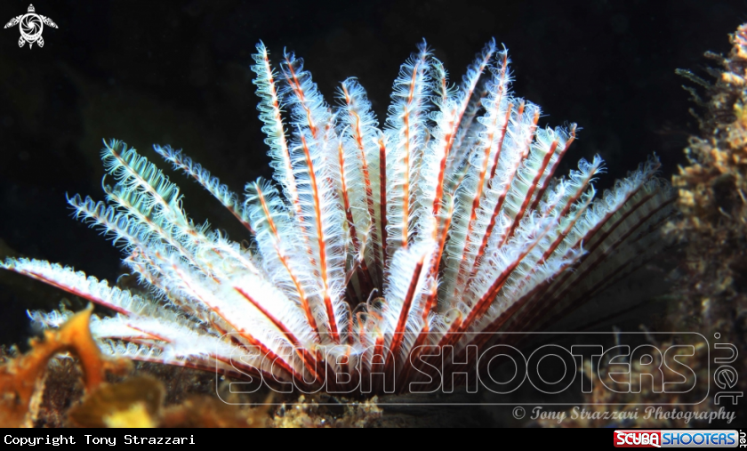 A Featherduster worm