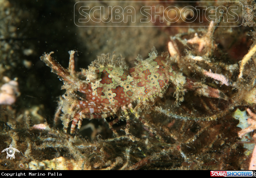 A crab