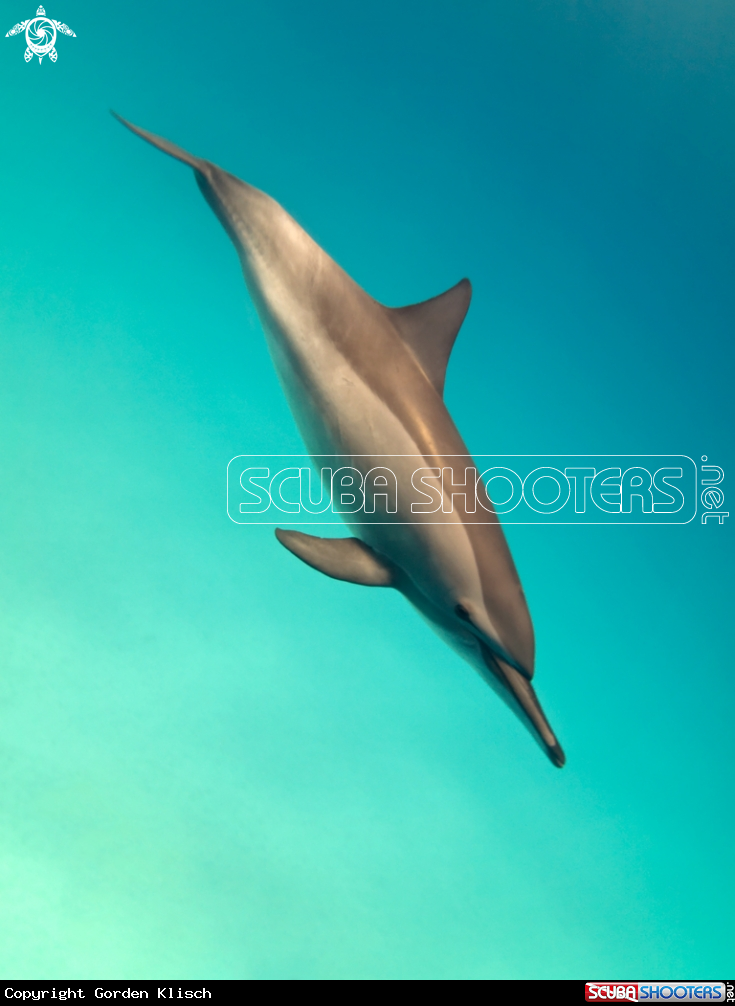 A Spinner Dolphin