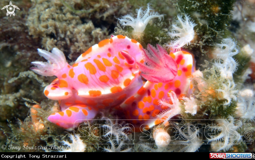 A Sweet Ceratosoma