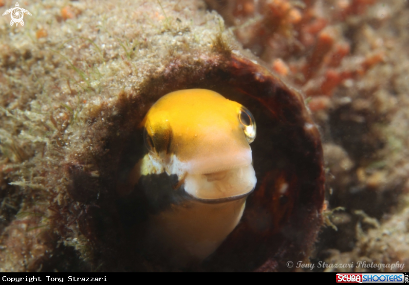 A Brown Sabretooth Blenny 