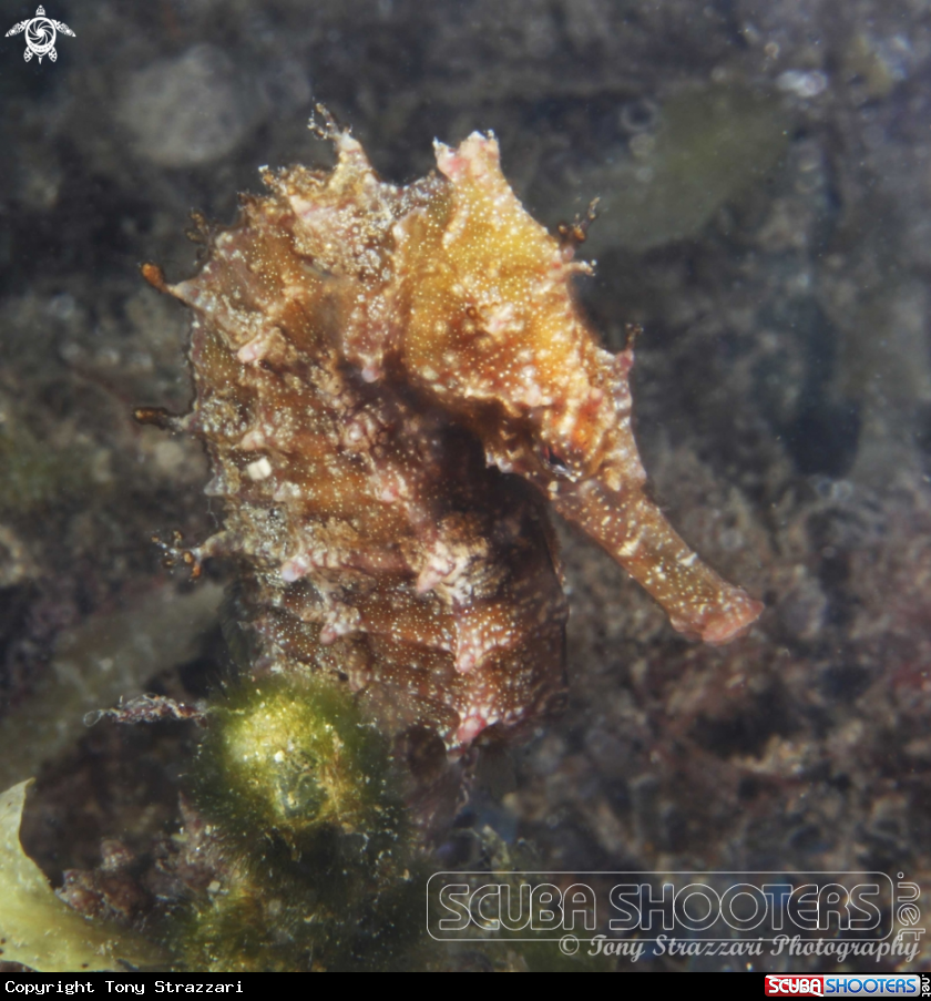 A White's seahorse