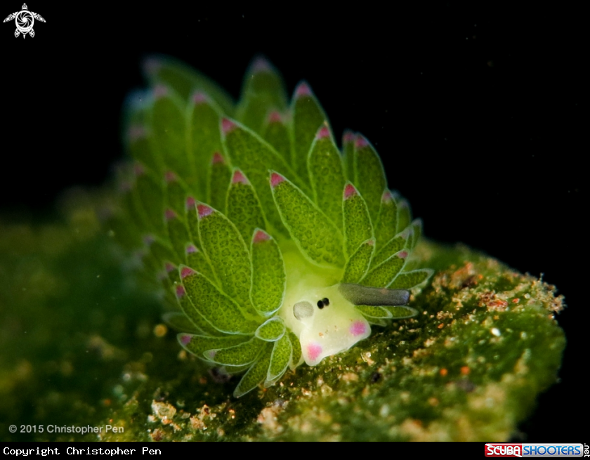 A Costasiella sp