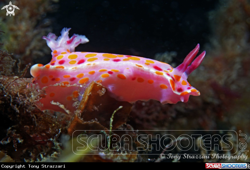 A Sweet Ceratosoma