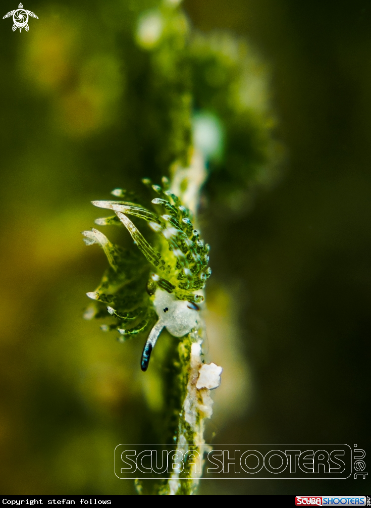A Nudibranch