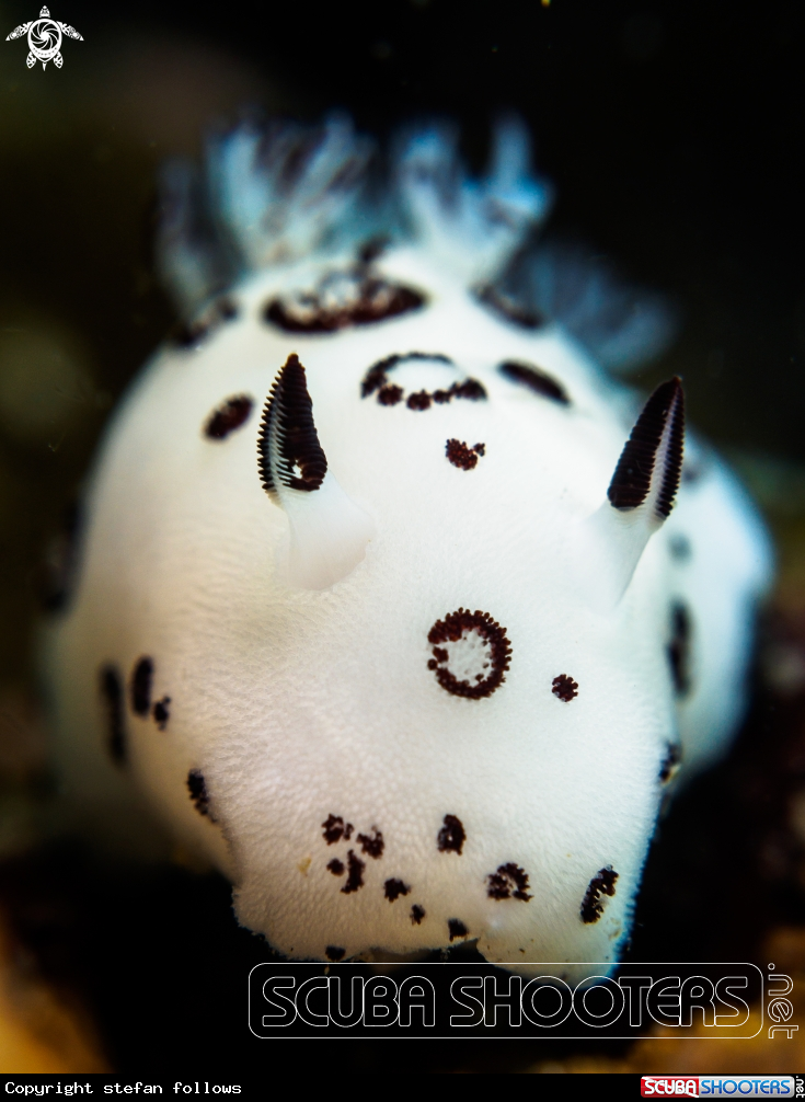 A Nudibranch
