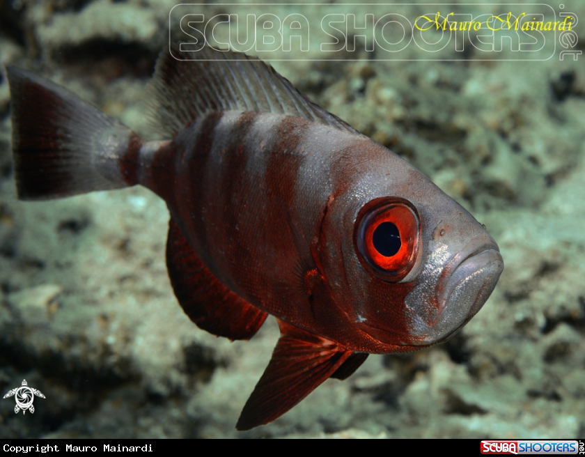 A Red fish