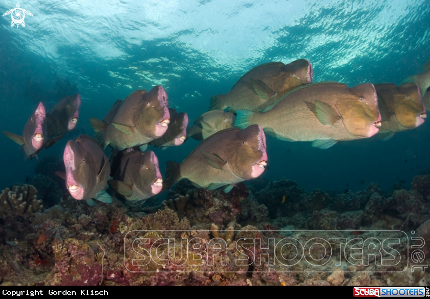 A underwater creature