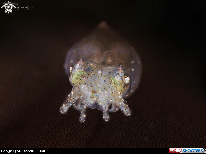 A Pygmy squid