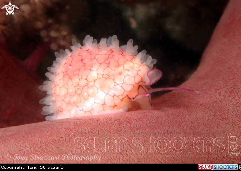 A Banded egg cowry