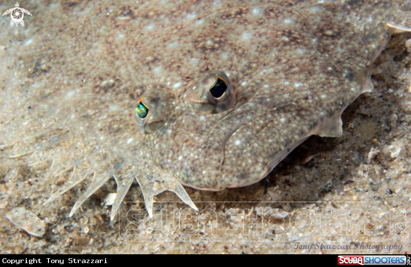 A Small Tooth Flounder