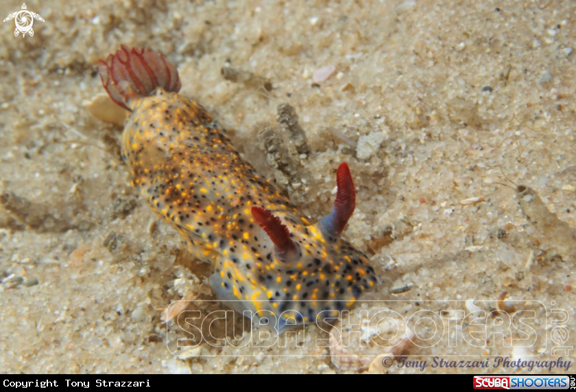 A Obscure Hypselodoris