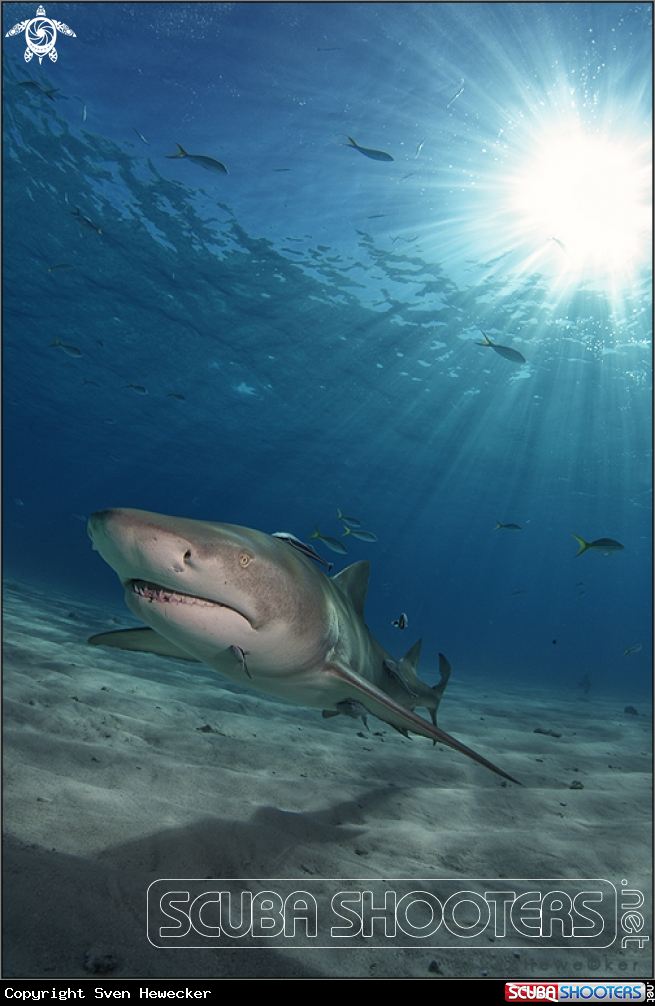 A lemon shark