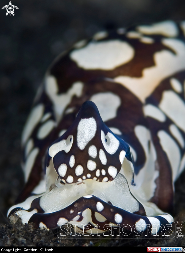 A underwater creature