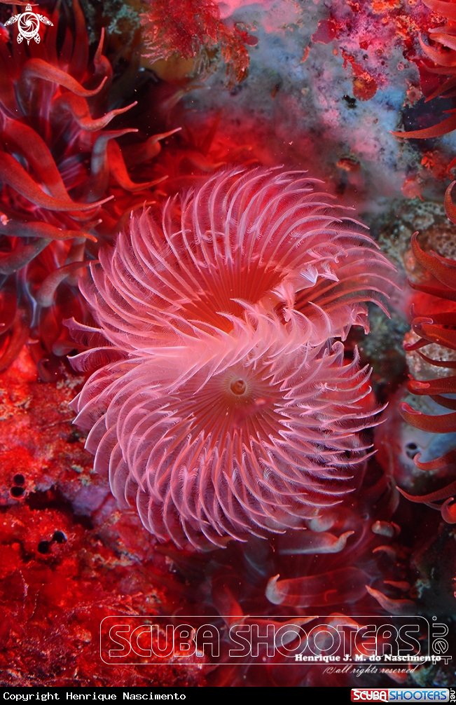 A espirografo