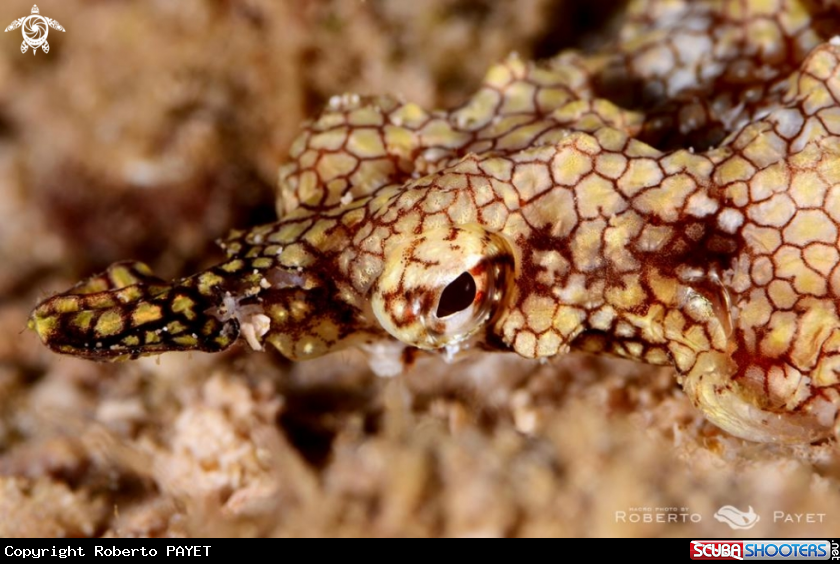 A petit poisson pégase - pegasus sea moth -short dragonfish