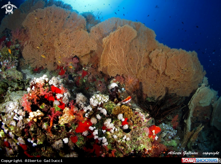A Soft coral