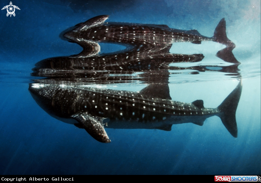 A Whale shark