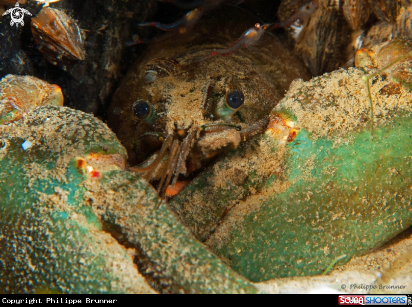 A crayfish and blood red shrimp