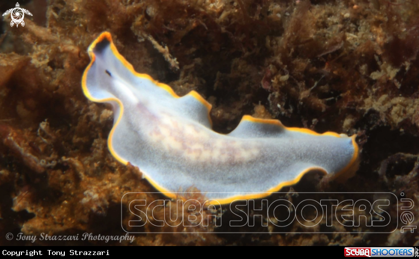 A Blue flatworm