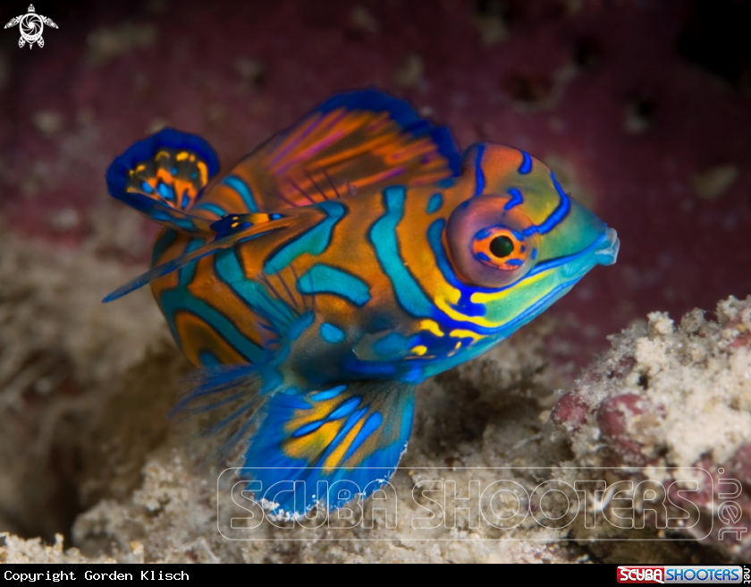A Mandarin fish