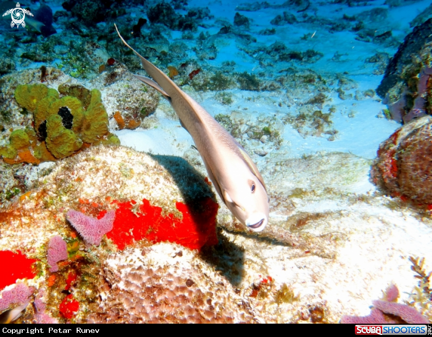 A Angel Fish