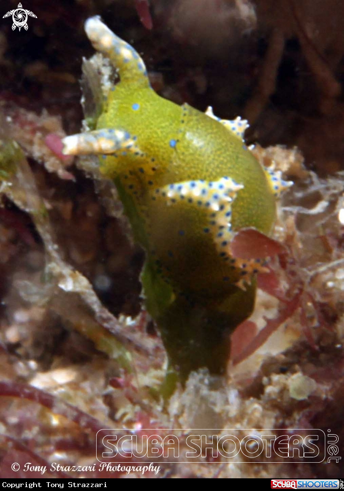 A Green Oxynoe
