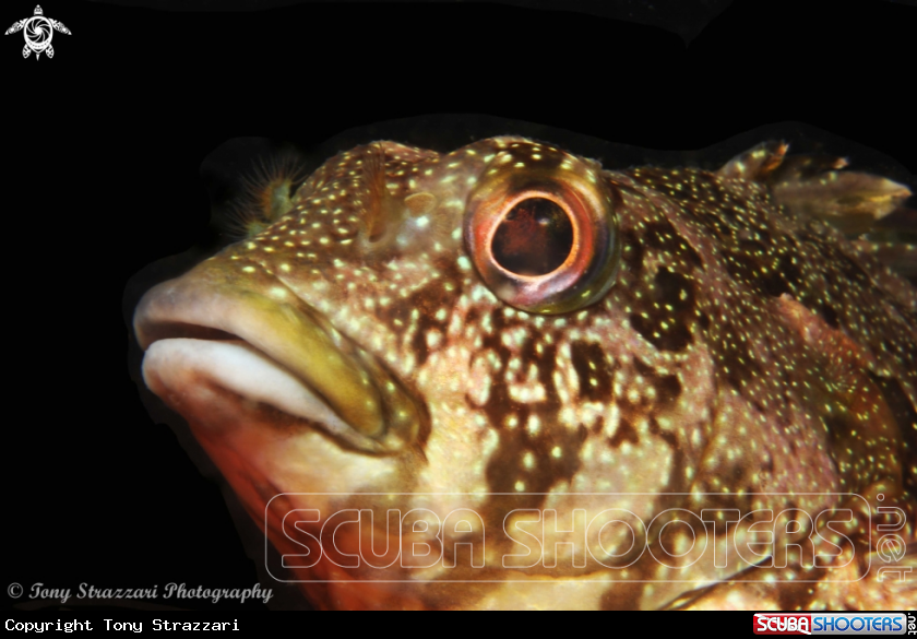 A Kelpfish