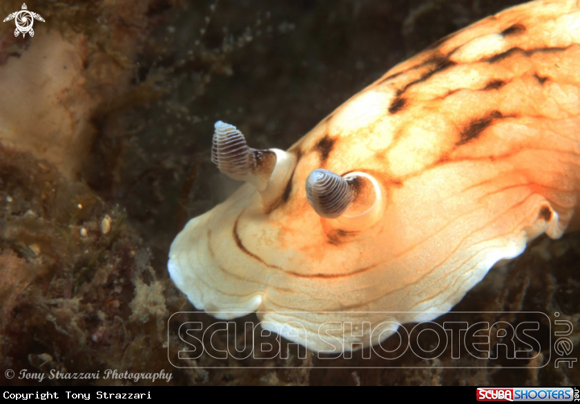 A Pancake Aphelodoris