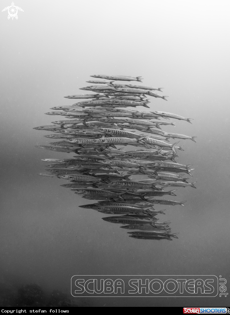 A Chevron Barracuda