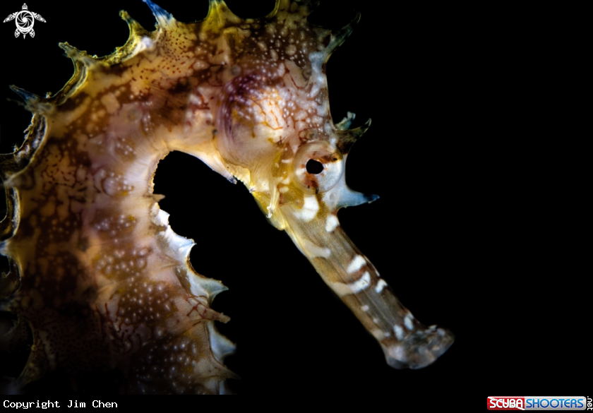 A Seahorse