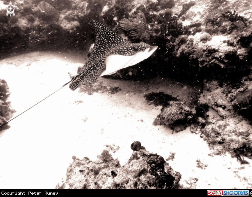 A Eagle Ray