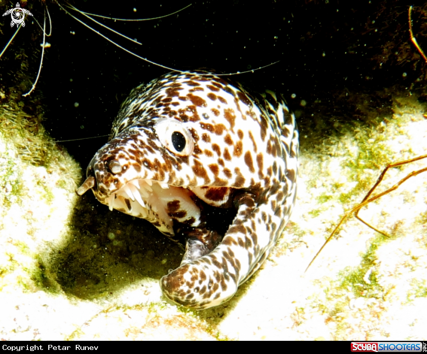 A Moray