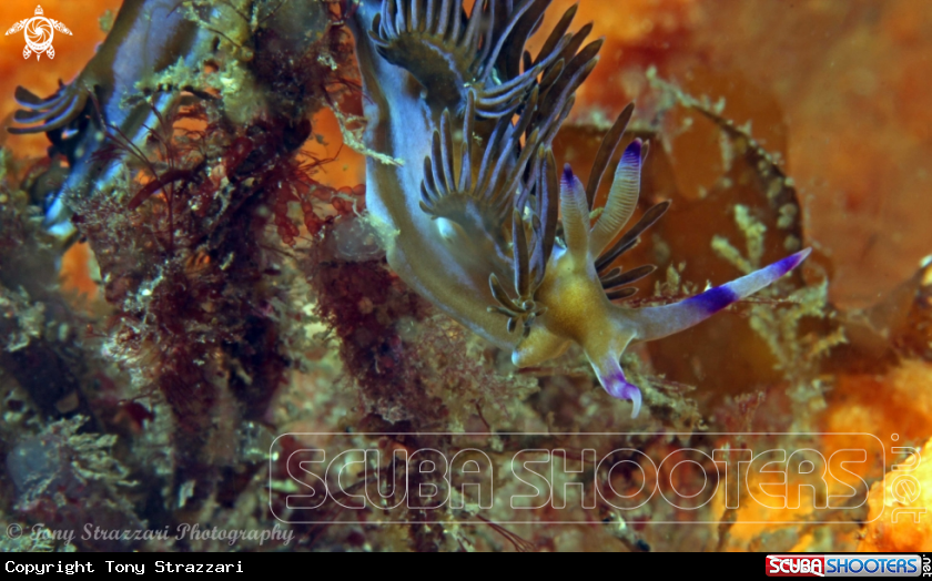 A Pteraeolidia ianthina