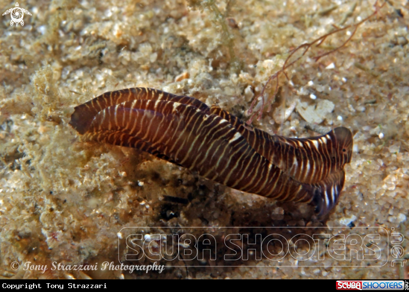 A Striped Philinopsis
