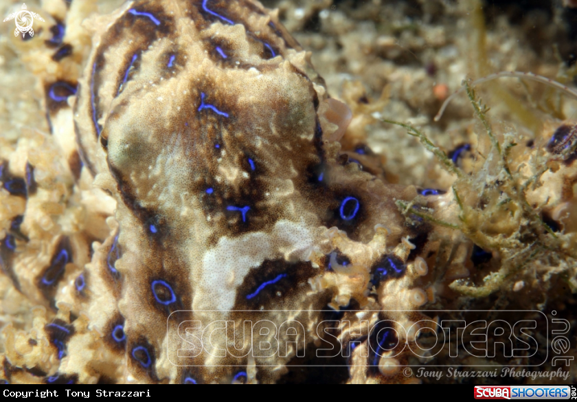 A Blue-lined Octopus