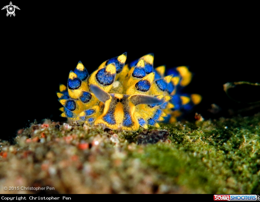 A Stiliger ornatus 