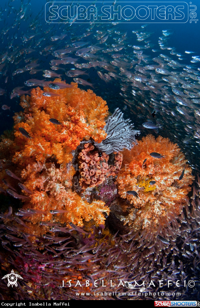 A Reef landscape