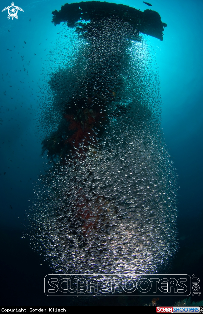 A underwater creature