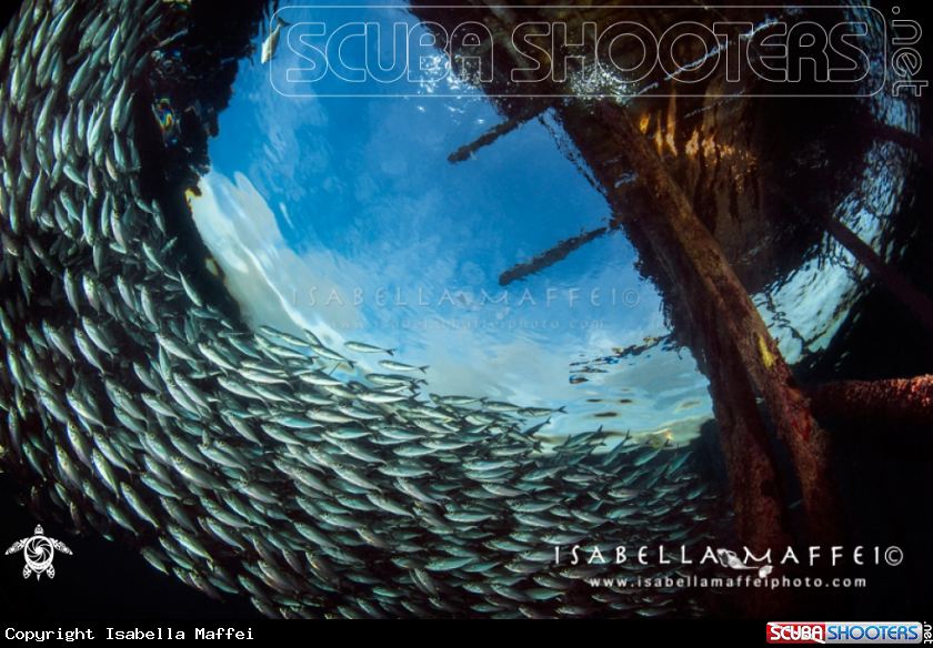 A School of fish