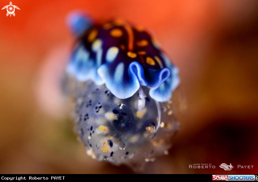 A Ver plat de Linda - Linda's flatworm