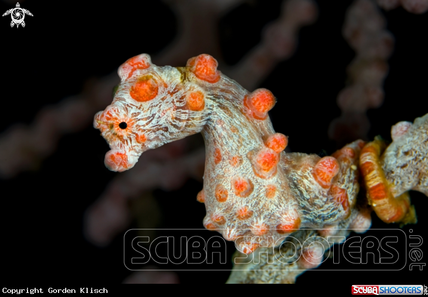 A underwater creature