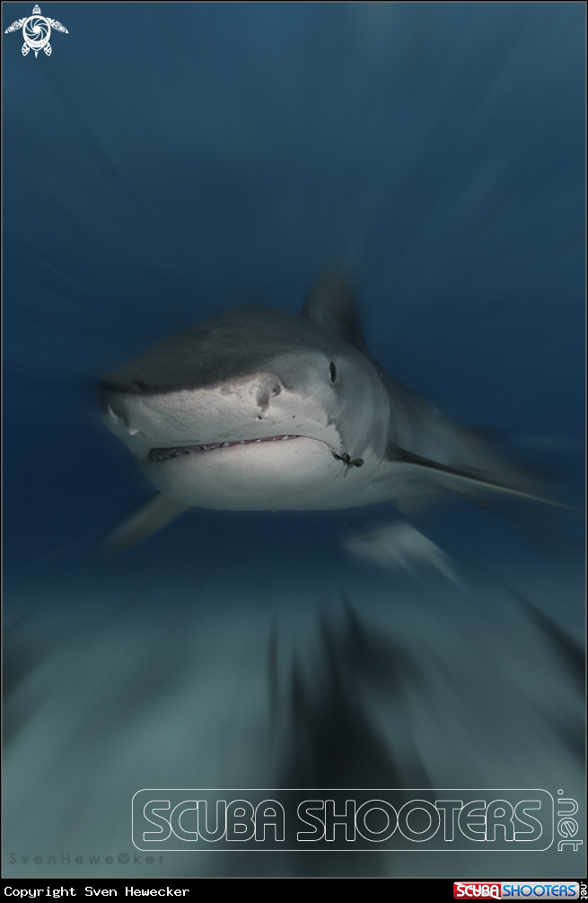 A tigershark