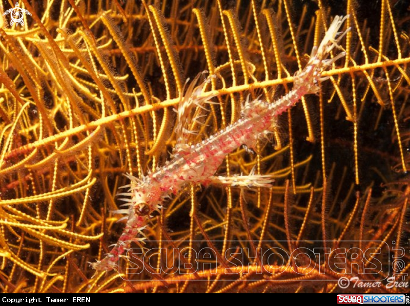 A Ornate Ghost Pipefish