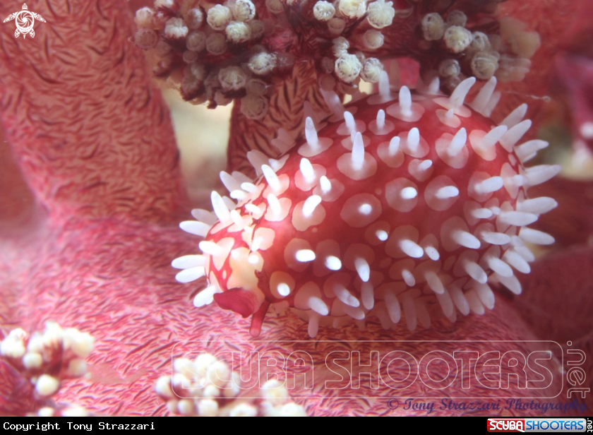 A Wilson's Banded cowry