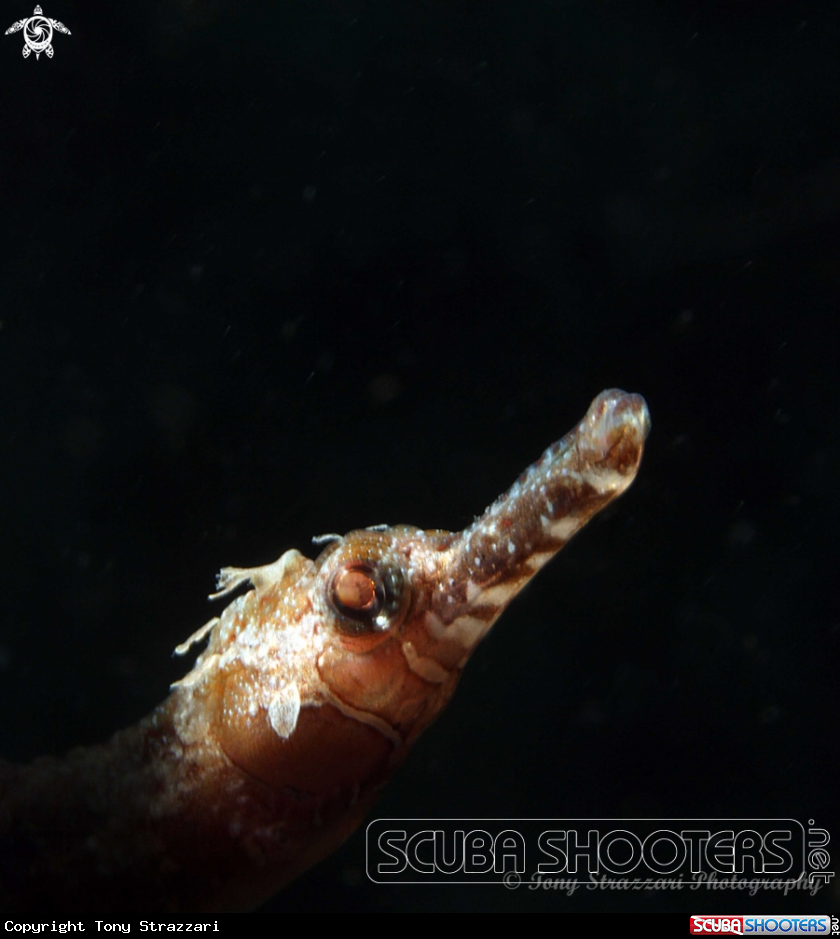 A Girdled Pipefish