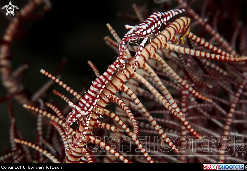 A underwater creature