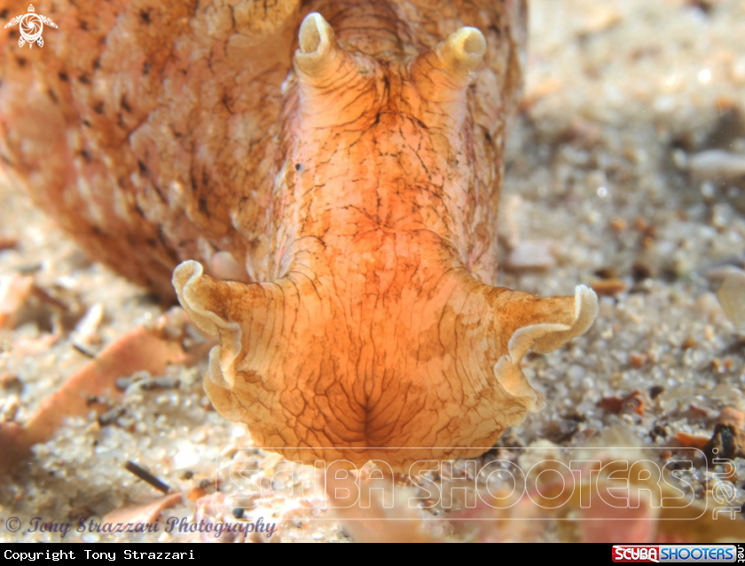 A Sowerby's Sea Hare