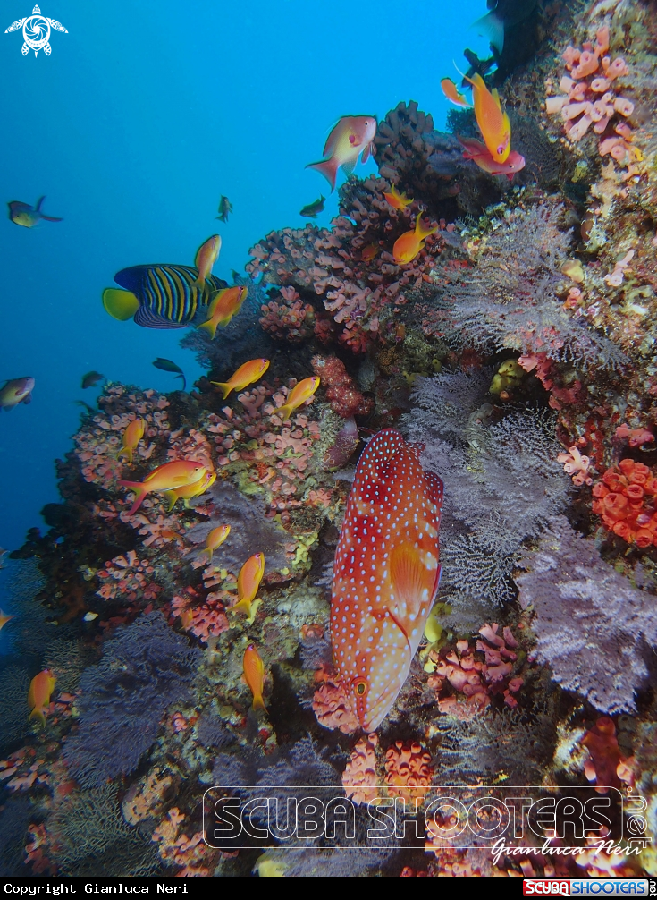 A Coral grouper, anthias, empress angelfish, soft corals